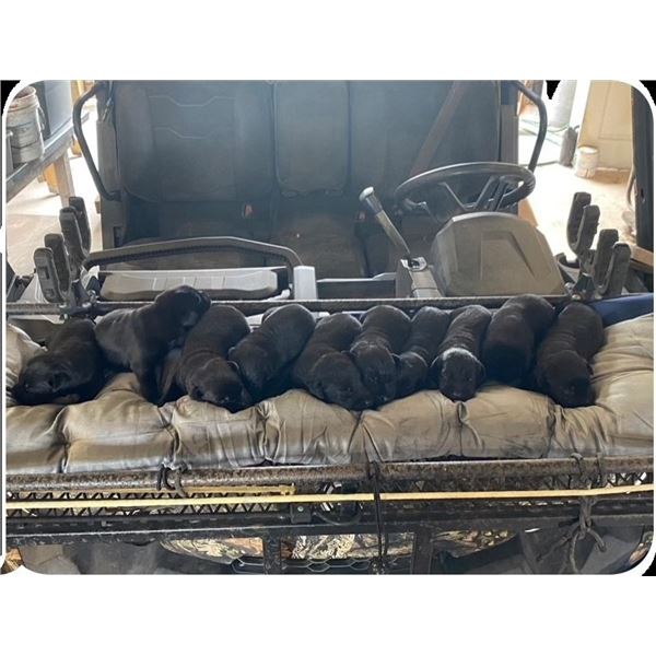 Lab Puppy & Paws & Play: A Tail-Wagging Package