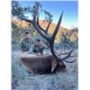 Image 1 : West Texas Wilderness: Trophy Bull Elk Hunt for One