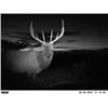 Image 2 : West Texas Wilderness: Trophy Bull Elk Hunt for One
