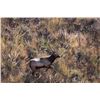 Image 3 : West Texas Wilderness: Trophy Bull Elk Hunt for One