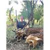 Image 1 : Free-Range Trophy Axis Hunt on Historic Clark Ranch