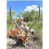 Image 2 : Free-Range Trophy Axis Hunt on Historic Clark Ranch