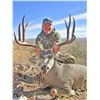 Image 4 : Canyon King: Trophy Mule Deer Hunt on the A.S. Gage Ranch