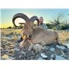 Image 3 : Wild River, Wild Game: Aoudad Hunt on Monarch Ranch East