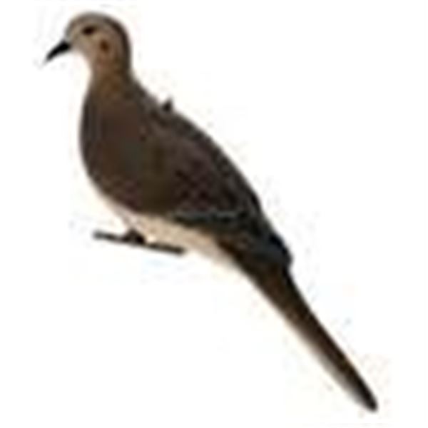 AVIAN-X AXP Full-Body Dove Decoys – 6-Pack (Item #AVX-DOVE-6PK)