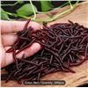 Image 1 : NEW 200PCS LIFELIKE RED EARTHWORM FISHING LURES