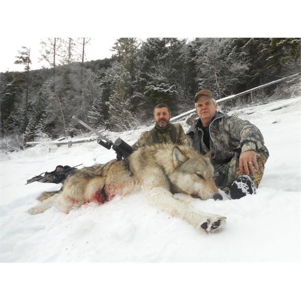 7 Day Winter Wolf Hunt for 2 Hunters