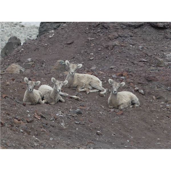 California Bighorn Sheep Lamb count- 7 day Conservation Experience