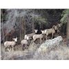 Image 2 : California Bighorn Sheep Lamb count- 7 day Conservation Experience