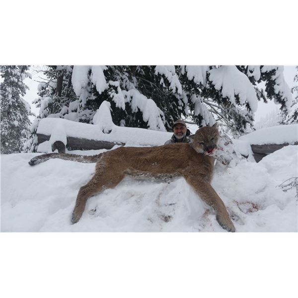 7 Day Cougar and Lynx Combo Hunt