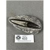 Image 1 : 4.5" Orthoceras Fossil Speciman Retails  $450