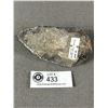 Image 2 : 4.5" Orthoceras Fossil Speciman Retails  $450