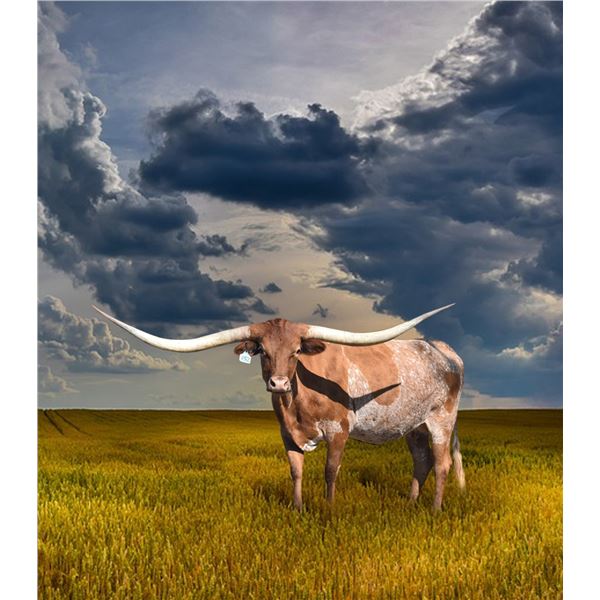 KDK CHARRO’S COWGIRL 852
