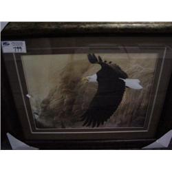 soaring Eagle Print