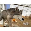 Image 6 : TIMBERWOLF CHAINSAW CARVING