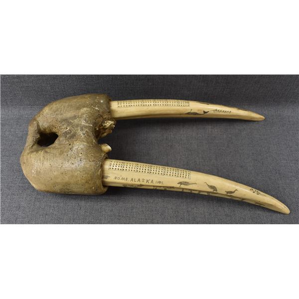 ESKIMO SCRIMSHAWED WALRUS SKULL