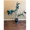Image 1 : Potted Rubber Plant