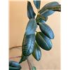 Image 2 : Potted Rubber Plant