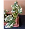 Image 2 : Potted Vine
