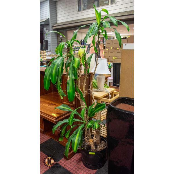 REAL "DRACAENA FRAGRANS" HOUSE PLANT- 6' TALL