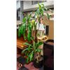 Image 1 : REAL "DRACAENA FRAGRANS" HOUSE PLANT- 6' TALL