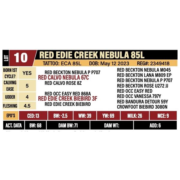 RED EDIE CREEK NEBULA 85L