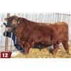 Image 2 : RED EDIE CREEK GUNTHER 71L