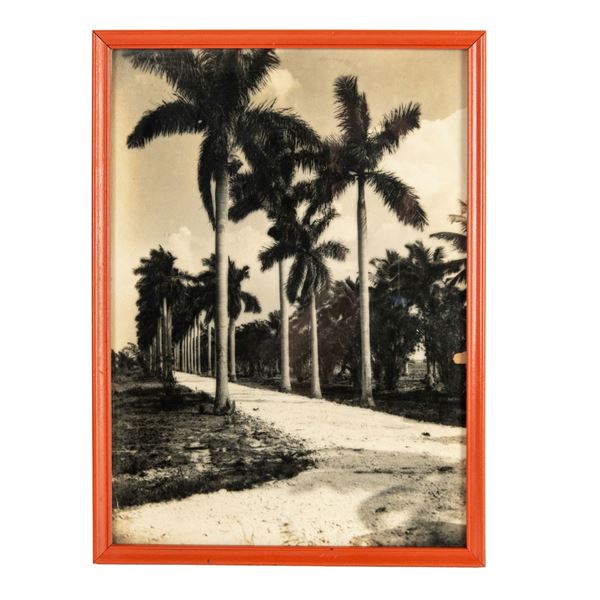 Richard B. Hoit Silver Gelatin Photograph Florida Palm Trees