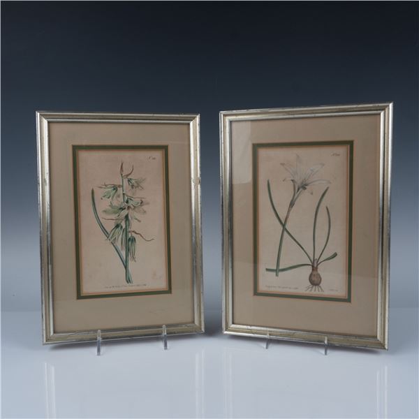 2pc William Curtis Hand Painted Copper Plate Engravings