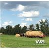 Image 24 : PIONEER HORSE DRAWN 4 BALE TRANSPORT