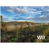 Image 2 : (40+/-) 2023 HAY BALES