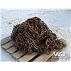 Image 2 : (2) 35.5L32 FORESTRY CHAINS