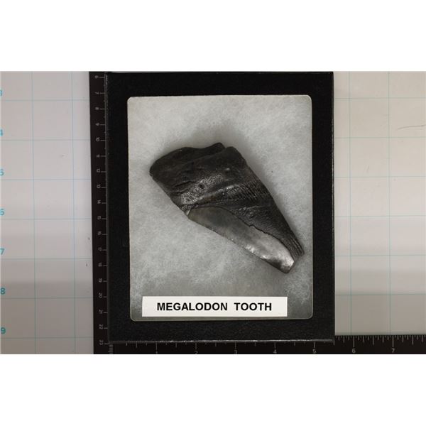 MEGALODON TOOTH 4" X 2" IN RIKER DISPALY BOX
