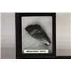 Image 1 : MEGALODON TOOTH 4" X 2" IN RIKER DISPALY BOX