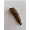 Image 1 : Genuine Spinosaurus tooth