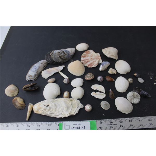 Sea/Mussel Shells