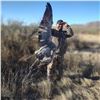 Image 1 : Arizona Sandhill Crane Hunt for up to 4 Hunters