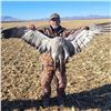 Image 3 : Arizona Sandhill Crane Hunt for up to 4 Hunters