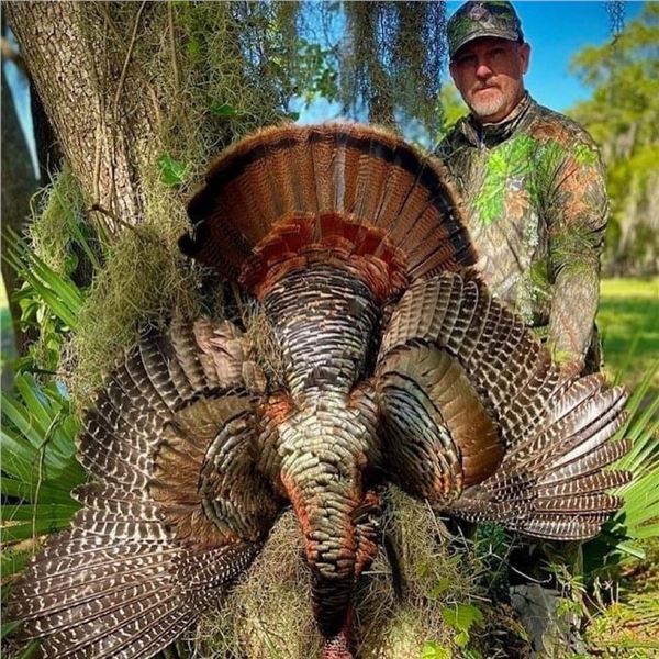 Florida Osceola Turkey Hunt