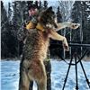 Image 5 : Wolf Hunt in Alberta for 2 Hunters