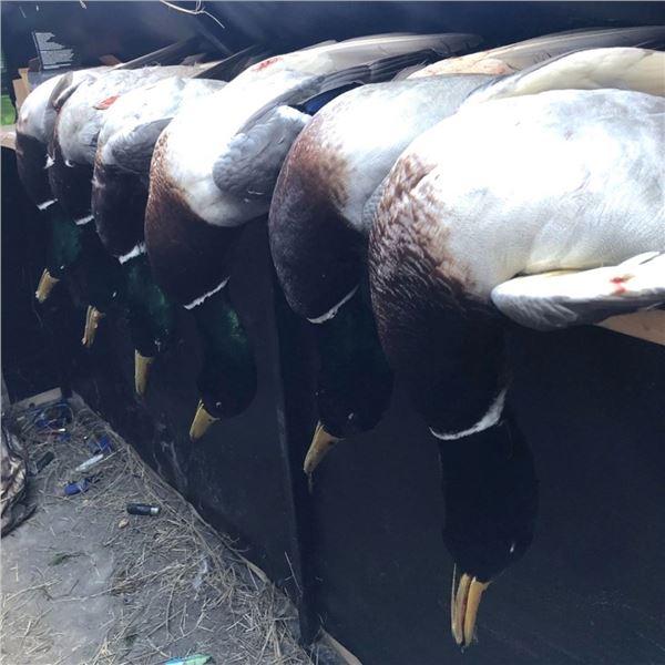 3-Day Central Nebraska Duck & Goose Combo Hunt for up to 4 Hunters