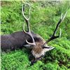 Image 3 : Traditional Scottish Highlands Red Stag and Sika Stag Hunt for up to 3 Hunters
