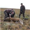 Image 4 : Traditional Scottish Highlands Red Stag and Sika Stag Hunt for up to 3 Hunters