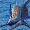 Image 7 : Mexico Inclusive Deep Sea Fishing for One for Roosterfish, Sailfish, & Blue Marlin