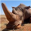 Image 3 : Rhino Hunt For 1 Hunter and 1 Observer