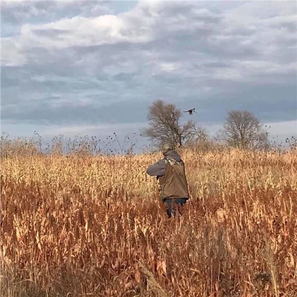 Nebraska Guided Upland Game Bird Hunt with Lodging & Meals for 4 Hunters