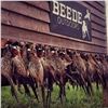 Image 2 : Nebraska Guided Upland Game Bird Hunt with Lodging & Meals for 4 Hunters