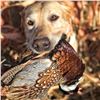 Image 7 : Nebraska Guided Upland Game Bird Hunt with Lodging & Meals for 4 Hunters