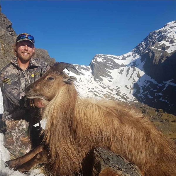 Bull Tahr Hunt in New Zealand