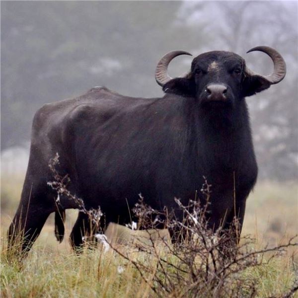 Water Buffalo & Wild Boar Hunt for 2 Hunters in Argentina